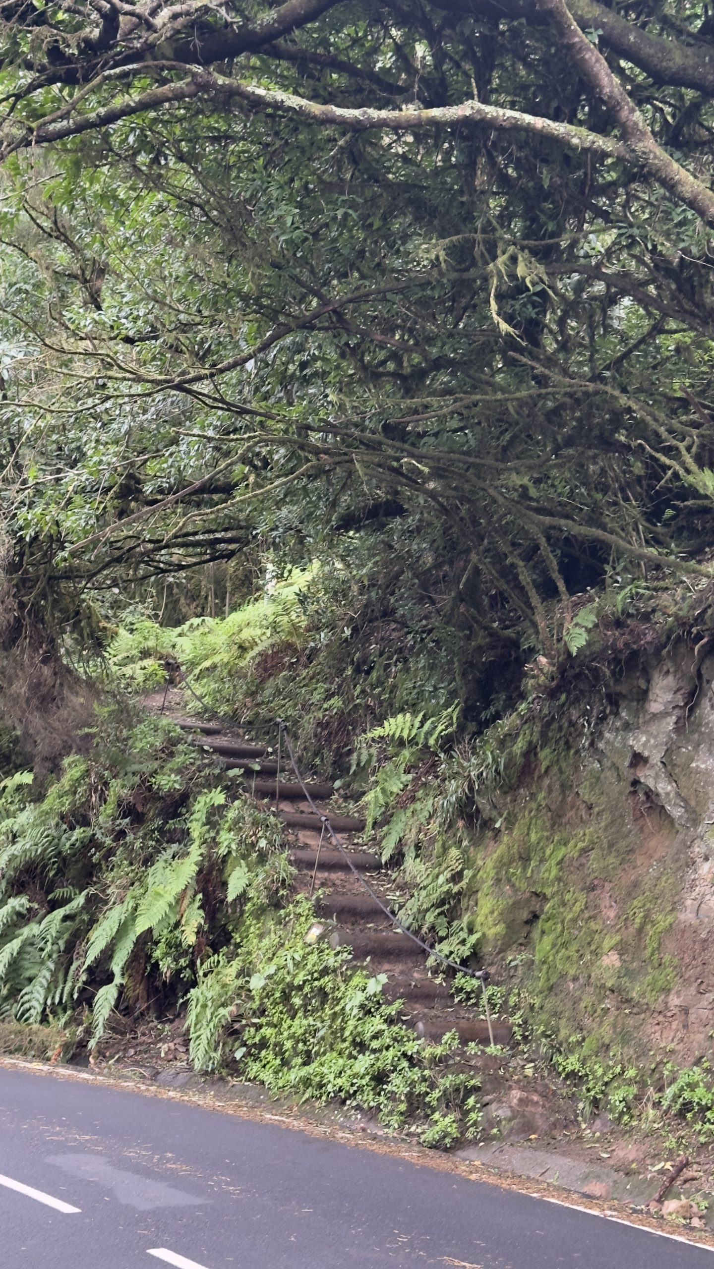 Anaga laurel forest