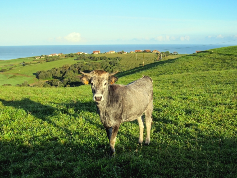 Rural Cantabrian countryside near the coast