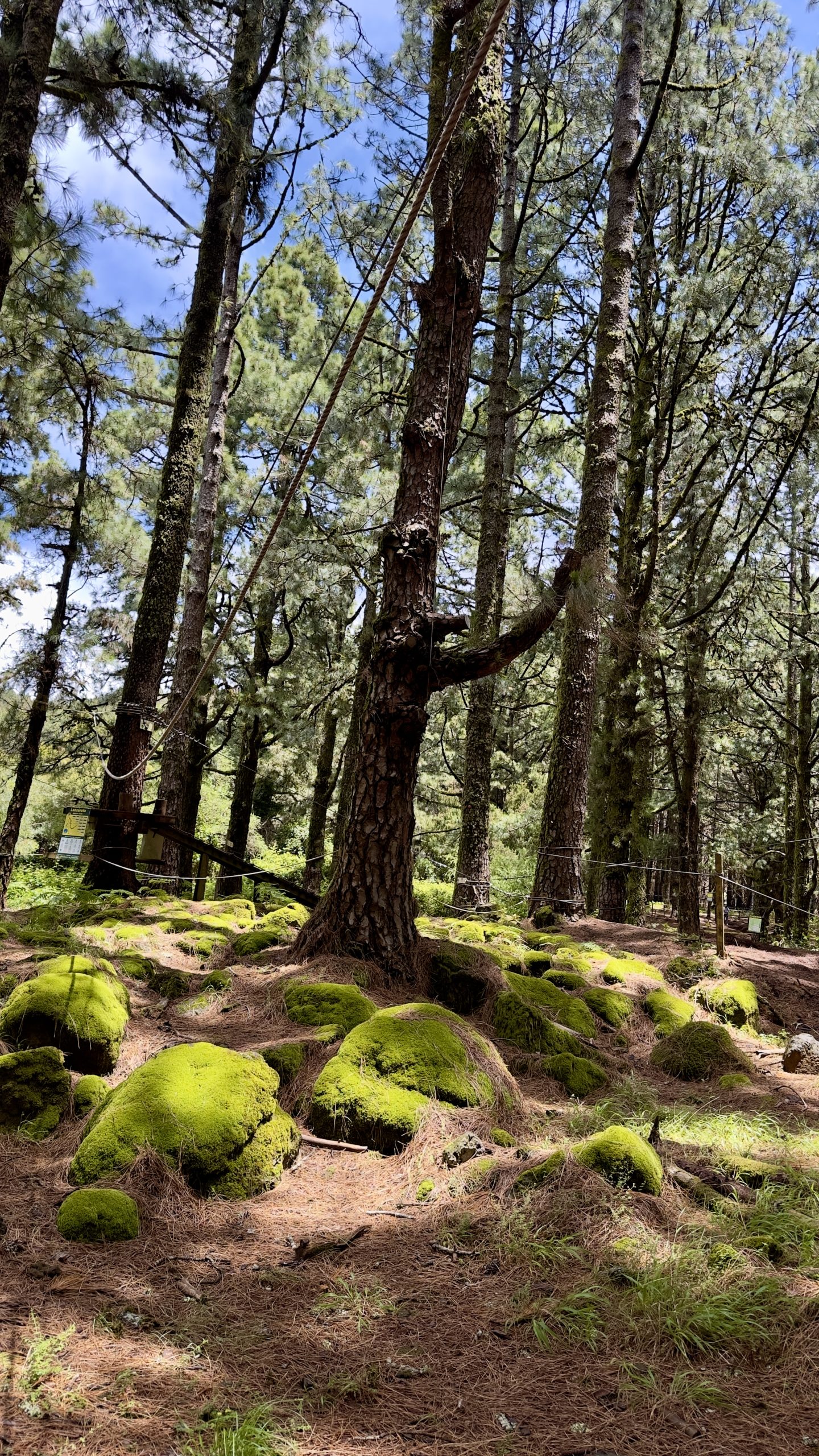 Corona Forestal pine forest