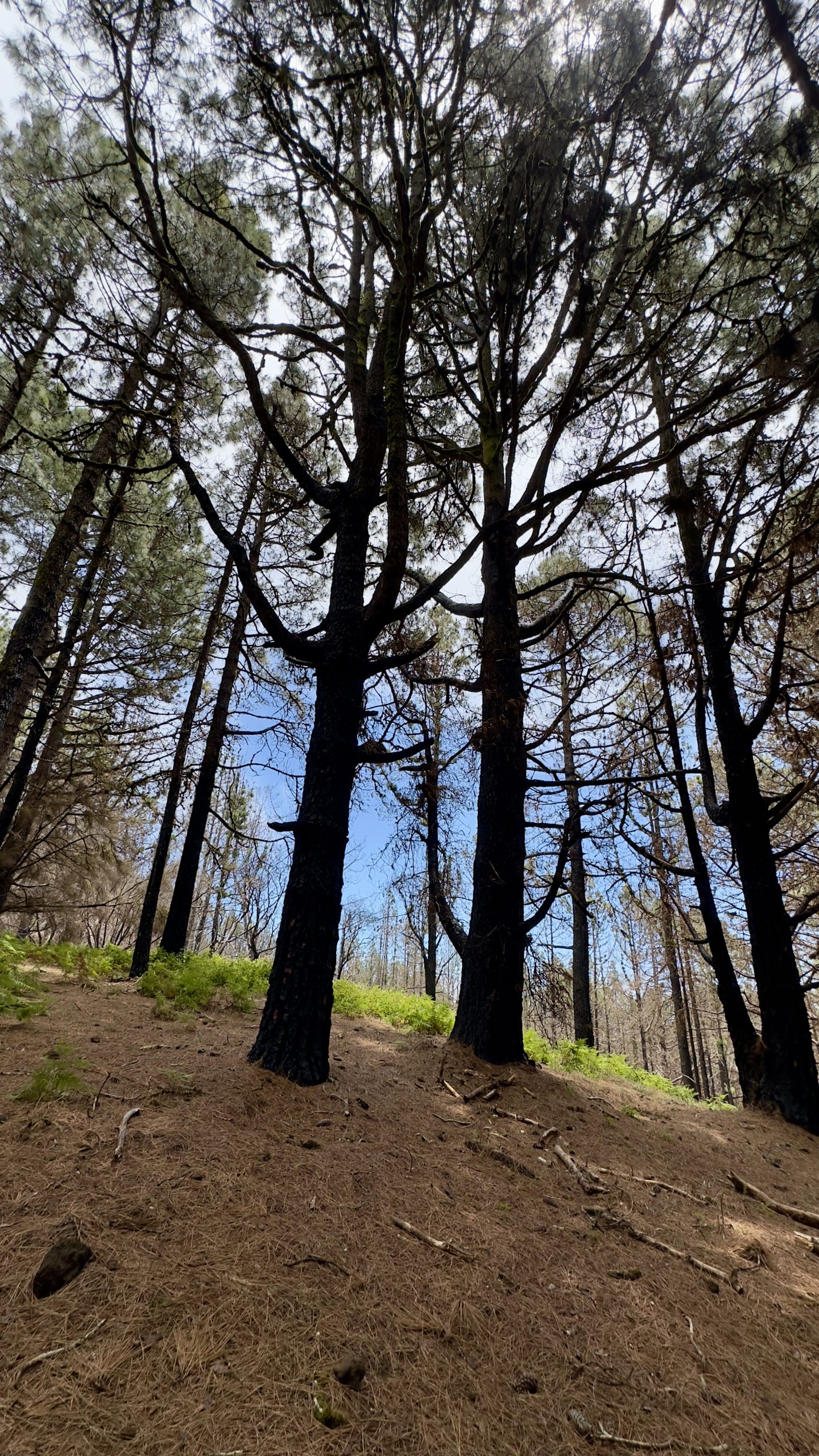 Corona Forestal pine forest