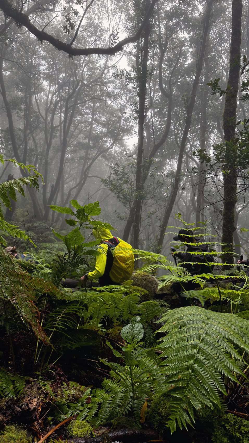 Walkers among tree ferns on a misty trail in the Anaga laurel forest.
