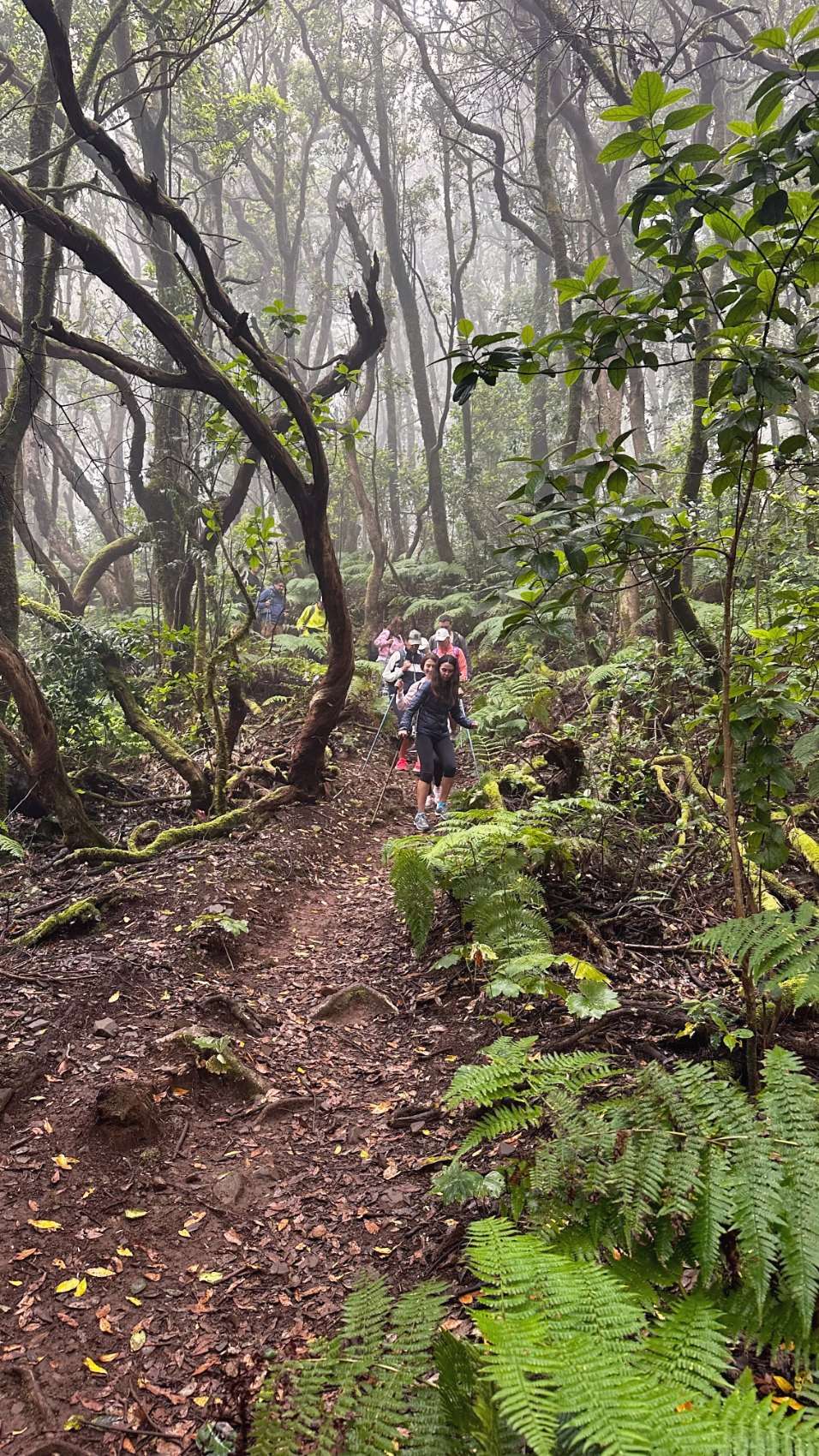 Walkers descending a root-crossed path through misty laurel forest and tree ferns.